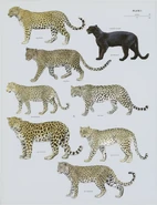 Leopard subspecies