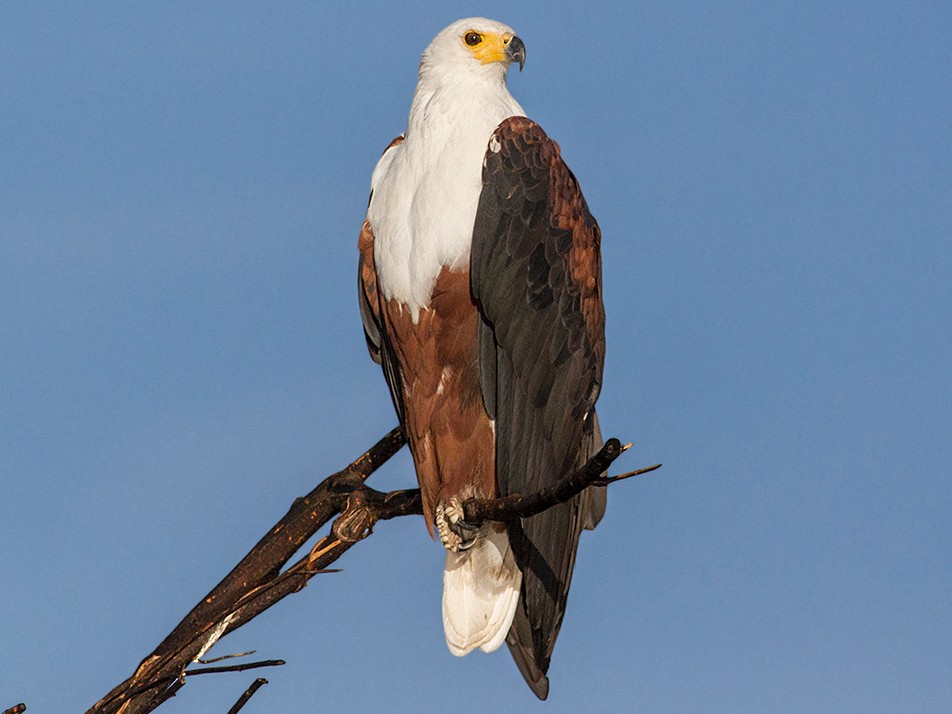 fish eagle sound fish eagle sound