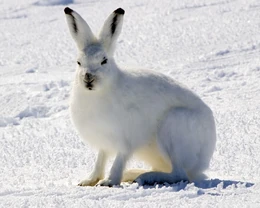 Arctic Hare 1