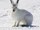 Arctic Hare
