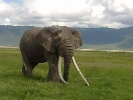 Elephant ooo
