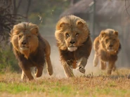 Lions-running-320x240.jpg (47 KB) 3 Males Running