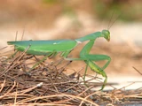 Praying Mantis