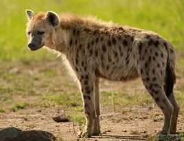 Spotted-hyena-standing214