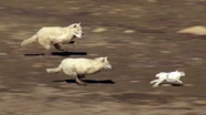 Arctic Wolves Chasing Arctic Hare