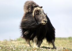 Musk Ox, Adopt Me! Wiki, Fandom