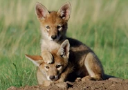 Coyote Pups