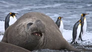 Elephant Seal with Emperor Penguins