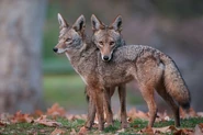 Coyotes Mate for Life