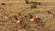 528241967-pronghorn-speed-herd-running.jpg (48 KB) Pronghorn Herd Running