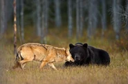 A Rare friendship between a Gray Wolf and a Black Bear.