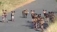 African Wild Dogs surrounding Warthog