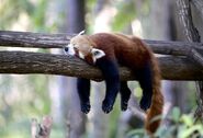 Red Panda Sleeping