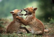 Red Fox kits playing