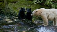 Spirit Bear mom with cubs