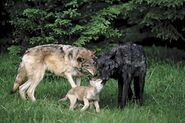 Gray Wolf Family