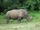 White Rhinoceros