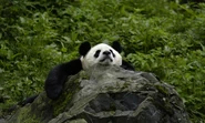 Giant Panda resting on a Rock