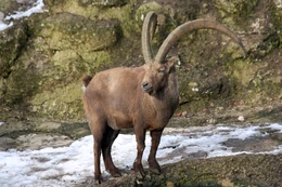 Alpensteinbock (Capra ibex) Zoo Salzburg 2014 h