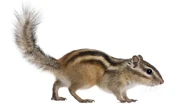 Chimpmunk-full-body-on-white.jpg.adapt.945.1.jpg (40 KB)