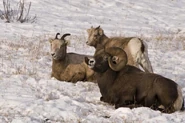 Bighorn Sheep Family