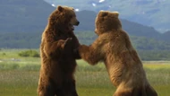 Grizzly Bear Battle