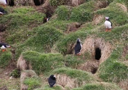Puffin Colony with Burrows