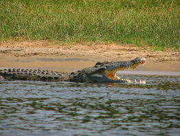 Crocodylus niloticus6