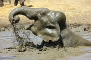 Wallowing in Mud