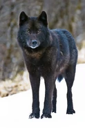 Rare Black Gray Wolf