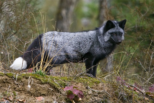 Silver Fox | Creatures of the World Wikia | Fandom