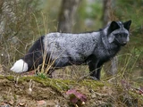 Silver Fox