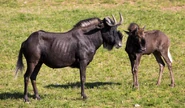 Mother Wildebeest and Calf