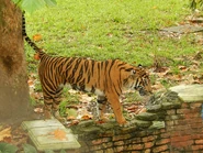 A Bengal Tiger at Disney's Animal Kingdom