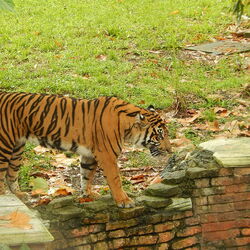 Bengal tiger(Maneater), Fear world Wiki