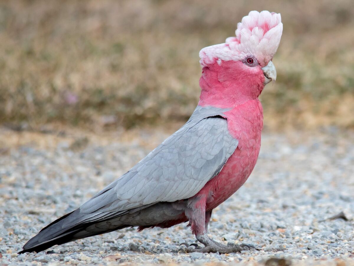 Galah - Wikipedia