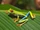 Red-Eyed Tree Frog