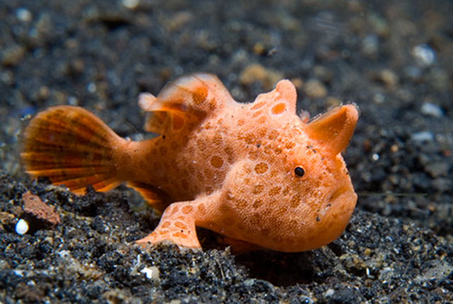 Frogfish, Creatures of the World Wikia
