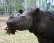 Sumatran Rhino Eating