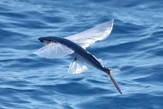 Flying Fish, Creatures of the World Wikia