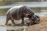 Hippo-attacks-crocodile.jpg (74 KB) Hippo Attacking Crocodile