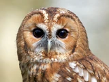 Tawny Owl