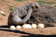 Mother Ostrich and Eggs