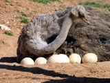 Ostrich