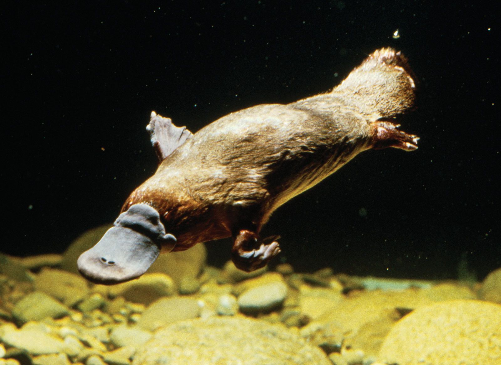 australian animals platypus