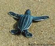 Baby Leatherback