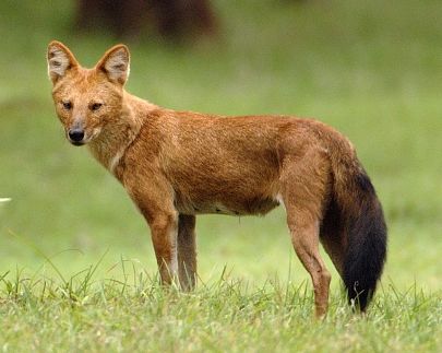 Dhole - Wikipedia