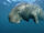 Dugong