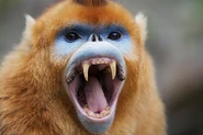 Golden Snub Nosed Monkey Mouth Open