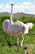 A Rare Albino Ostrich